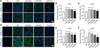 Human amnion-derived mesenchymal stem cells attenuate acute lung injury in two different acute lung injury mice models